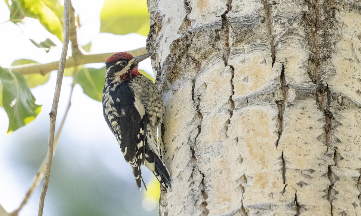 Red-naped Sapsucker - Paul Fenwick