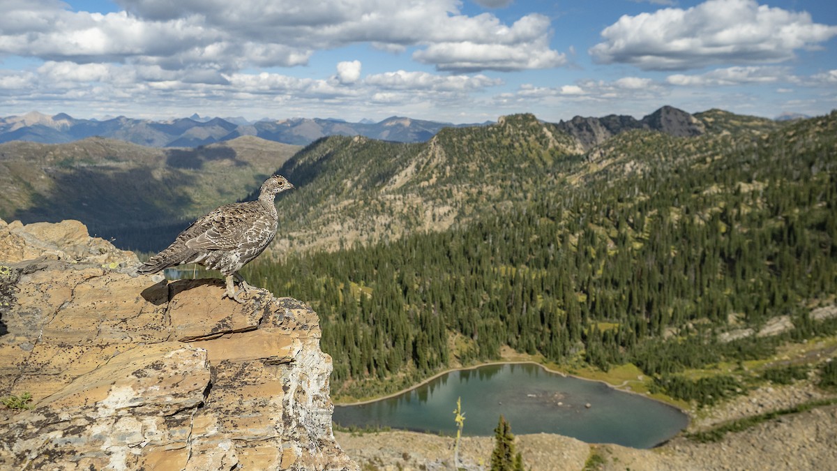 Dusky Grouse - Joshua Covill