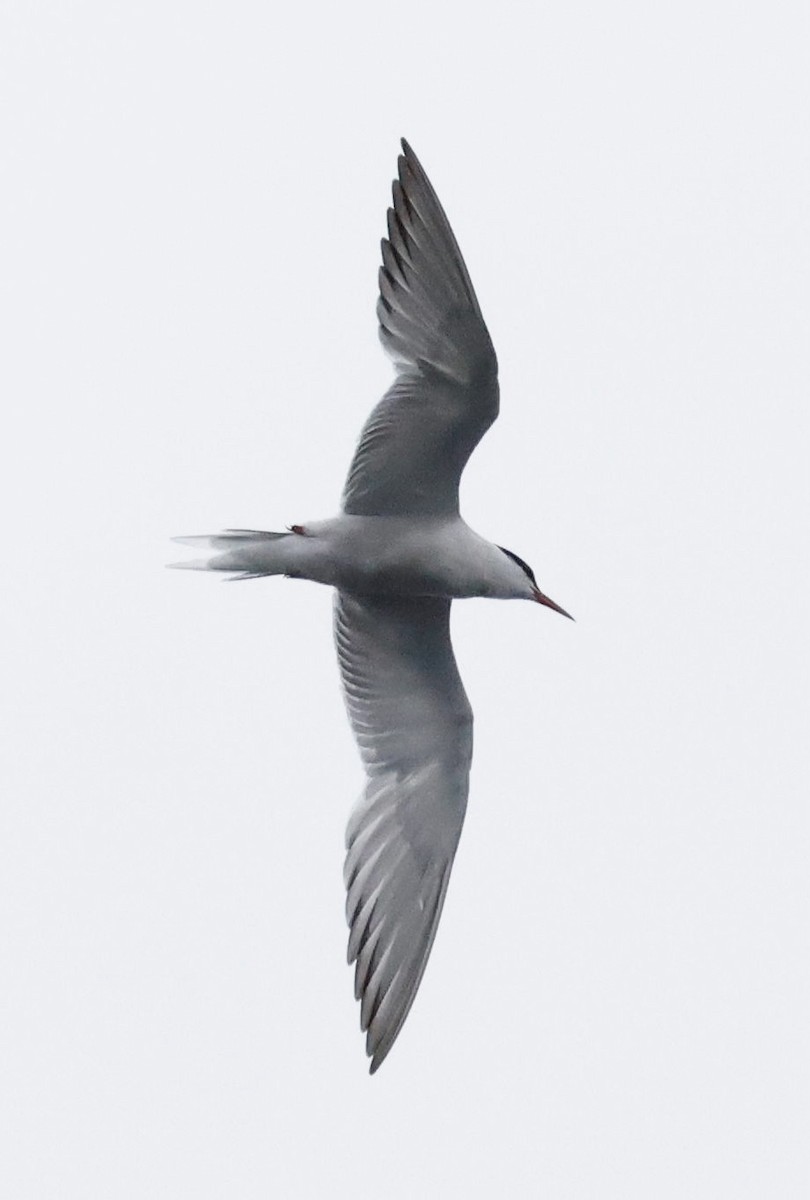 Common Tern - ML367261601