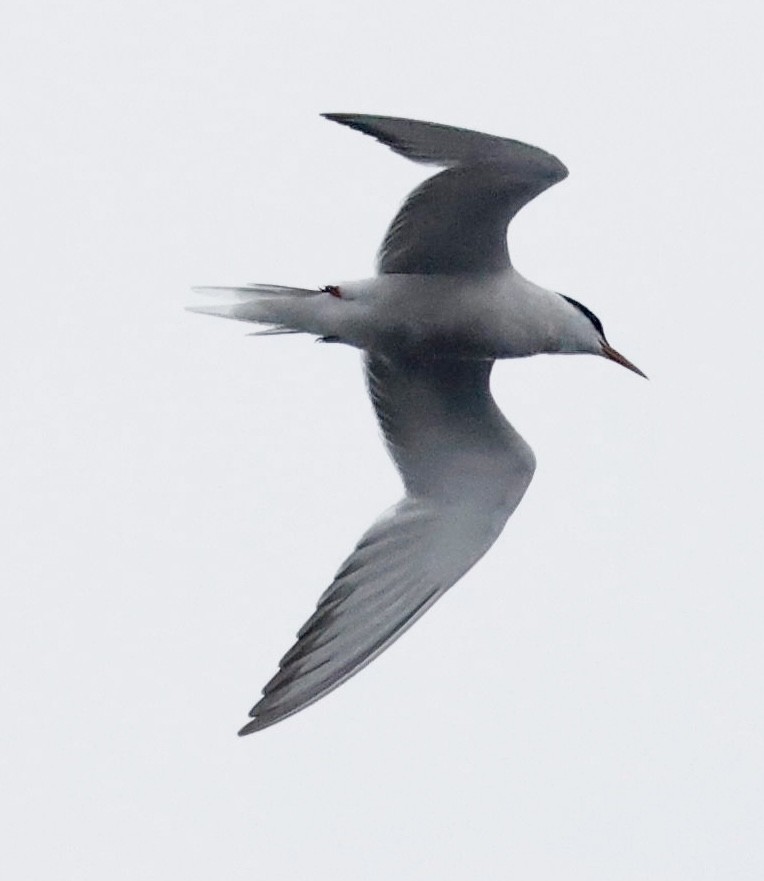 Common Tern - ML367261611