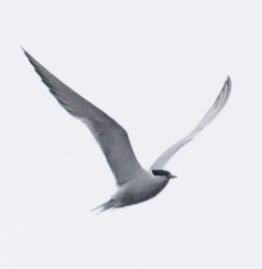 Common Tern - ML367261621