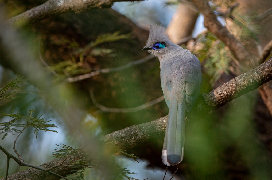 Crested Coua - ML367262861