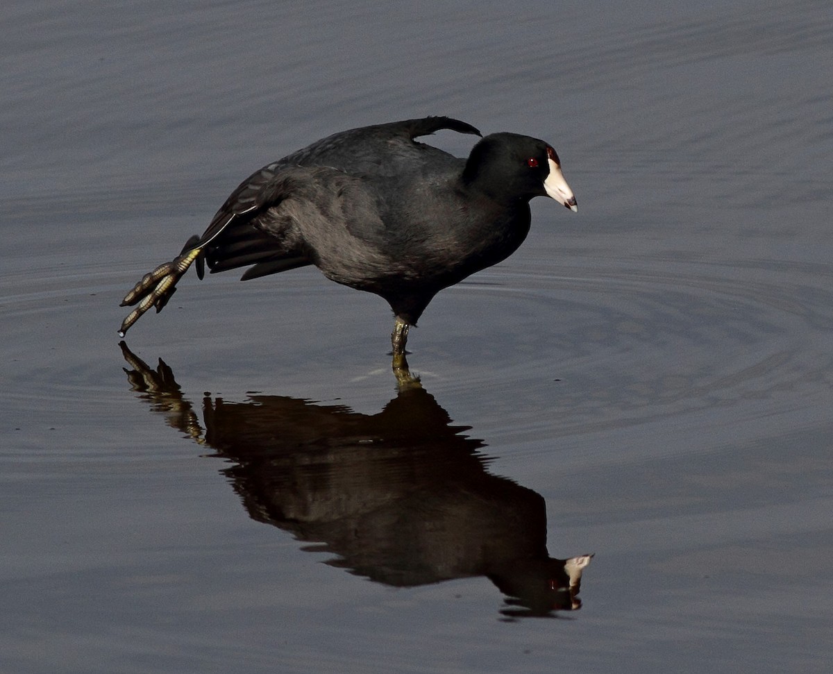 American Coot - ML367264041