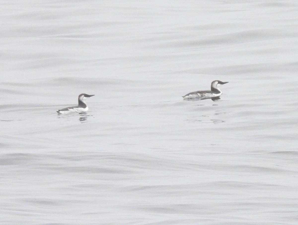 Common Murre - Nick & Jane