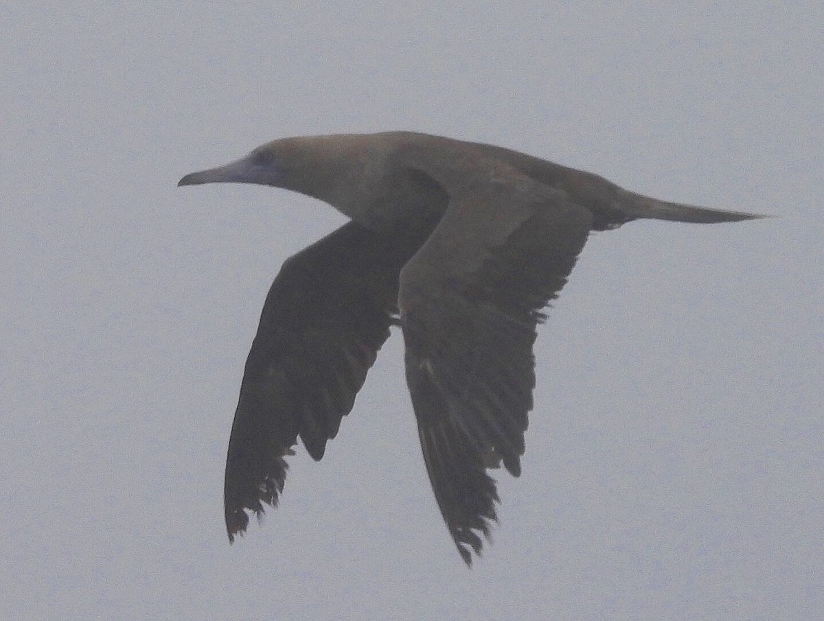 Red-footed Booby - ML367265591