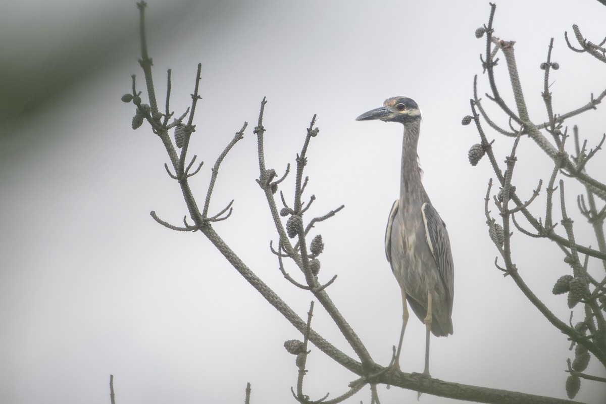 Yellow-crowned Night Heron - ML367265911