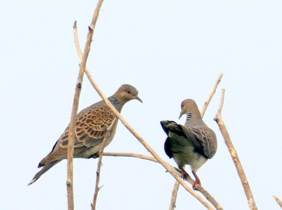Oriental Turtle-Dove - Jaswinder Waraich