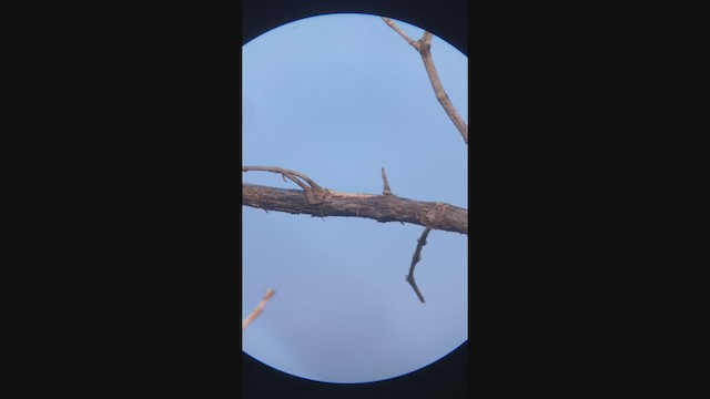 Blaumückenfänger (caerulea) - ML367267541