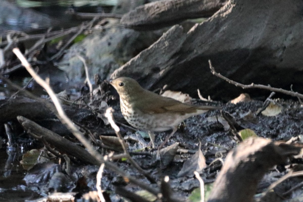 Swainson's Thrush - David Fang