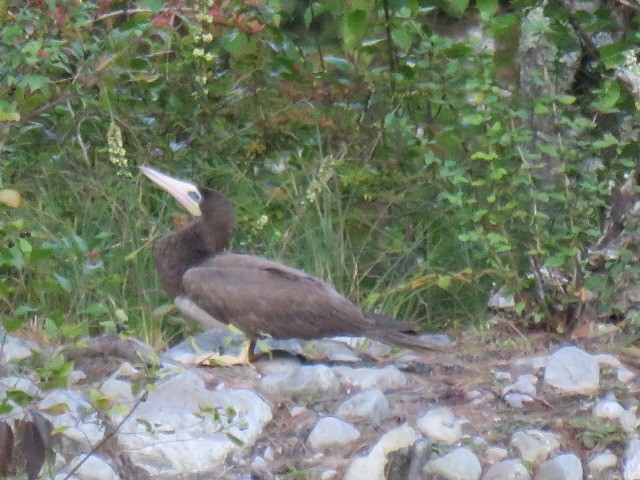 Brown Booby - ML367272711