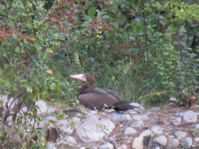 Brown Booby - ML367272721