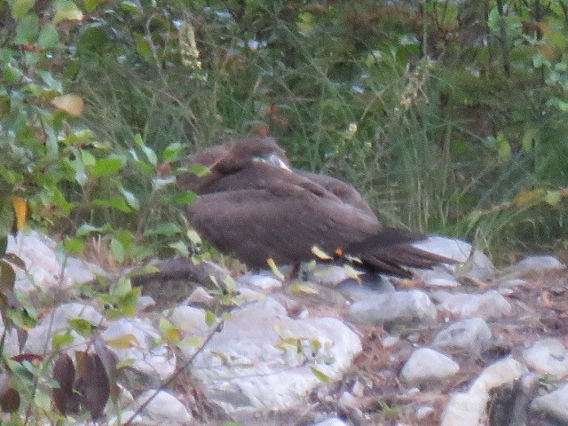 Brown Booby - ML367272731
