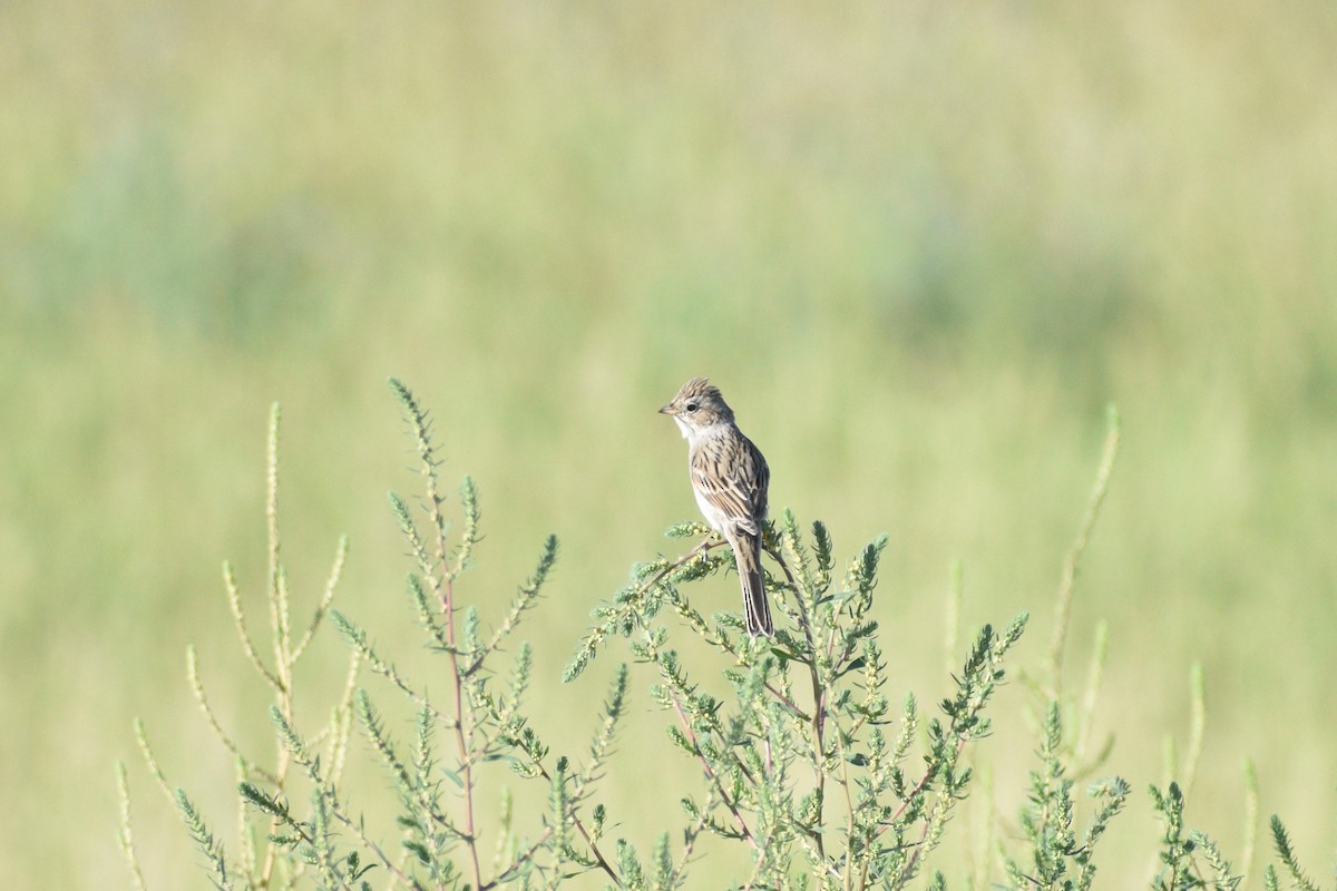 Brewer's Sparrow - Eli Anderson