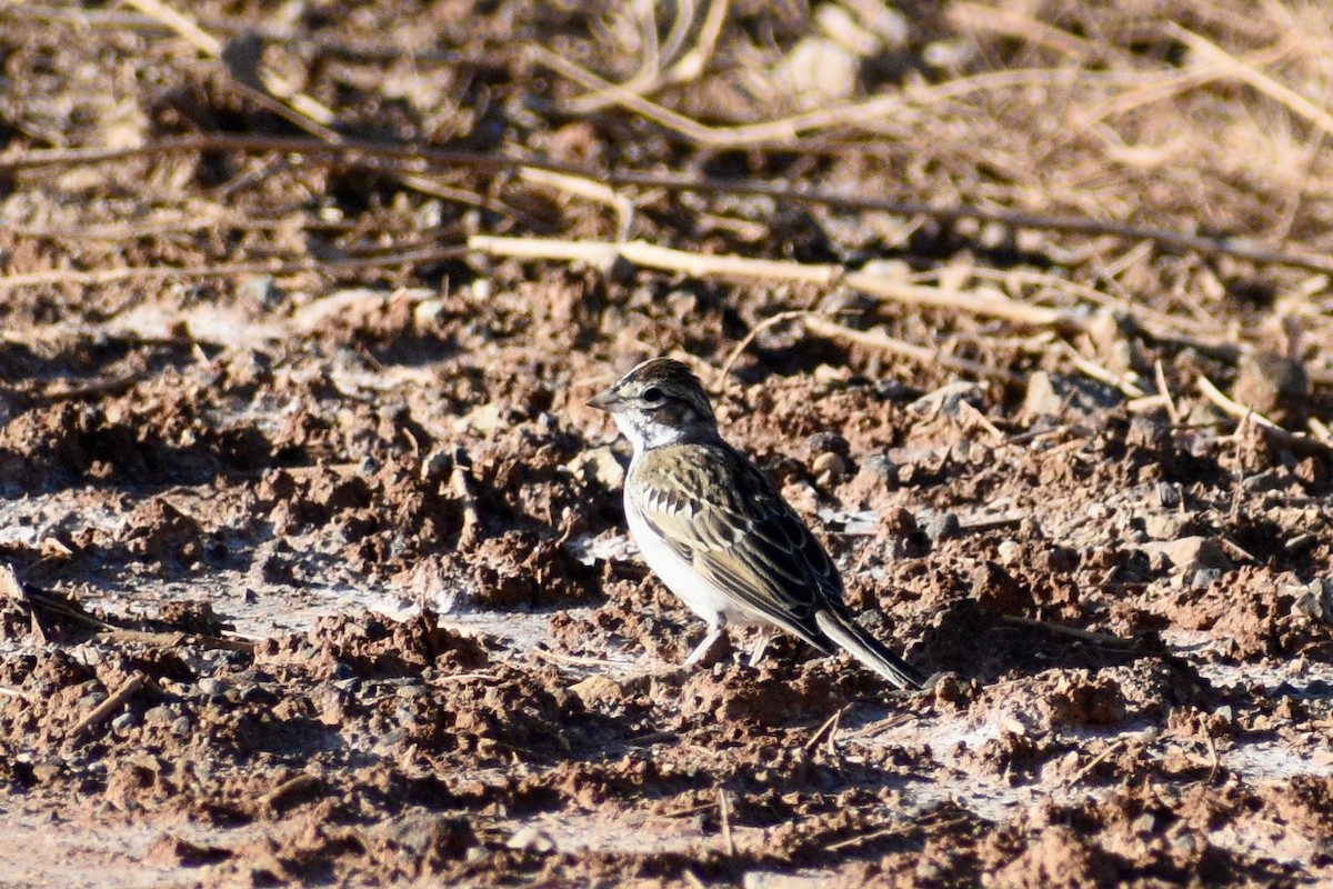 Lark Sparrow - Eli Anderson