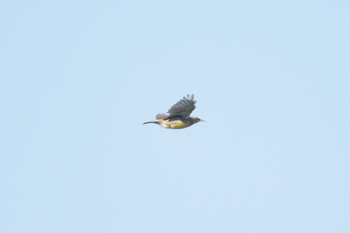 Western Meadowlark - Eli Anderson