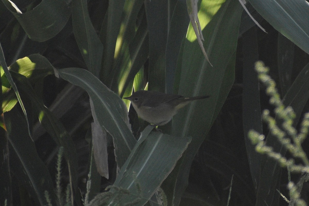 Common Yellowthroat - ML367274371