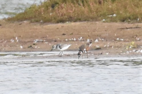 Sanderling - ML367276491