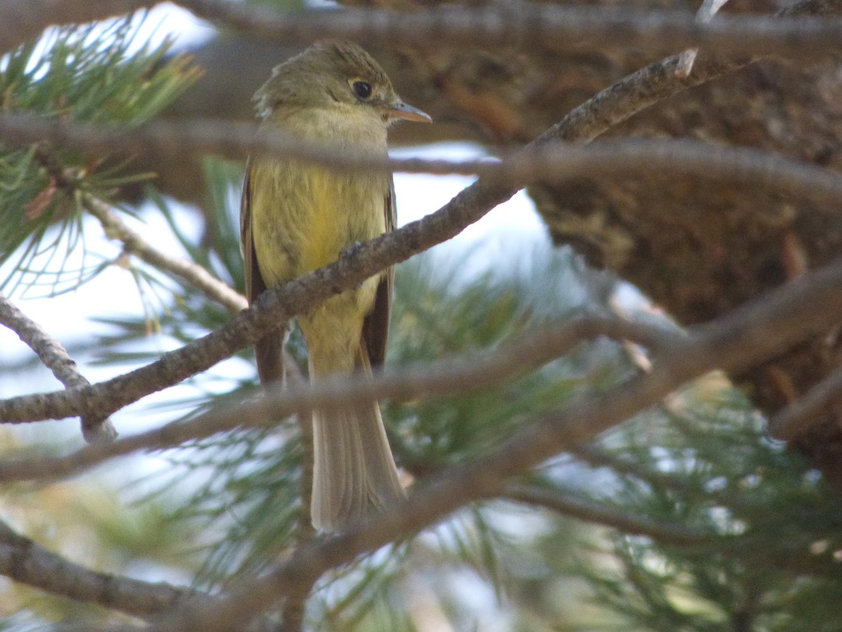 Western Flycatcher (Cordilleran) - ML367276641