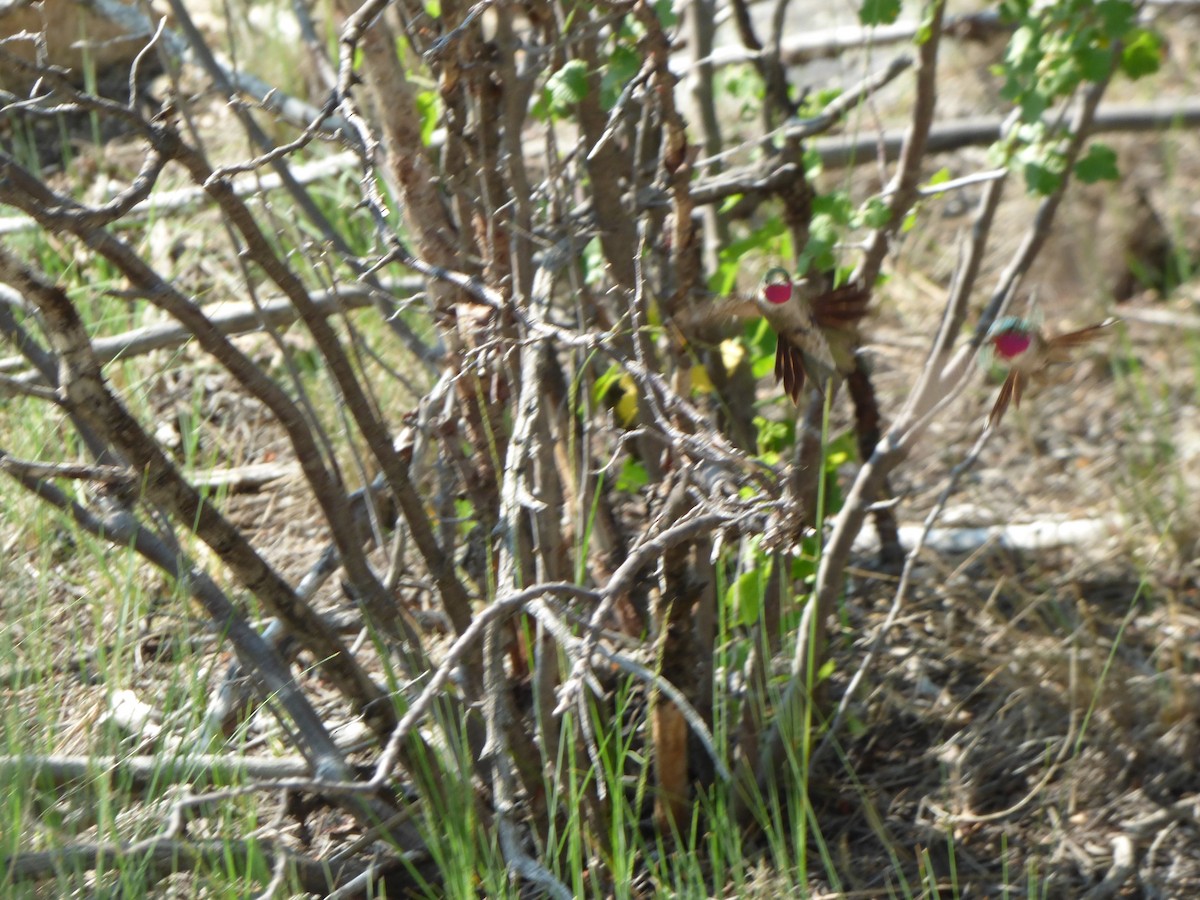 Broad-tailed Hummingbird - ML367276861