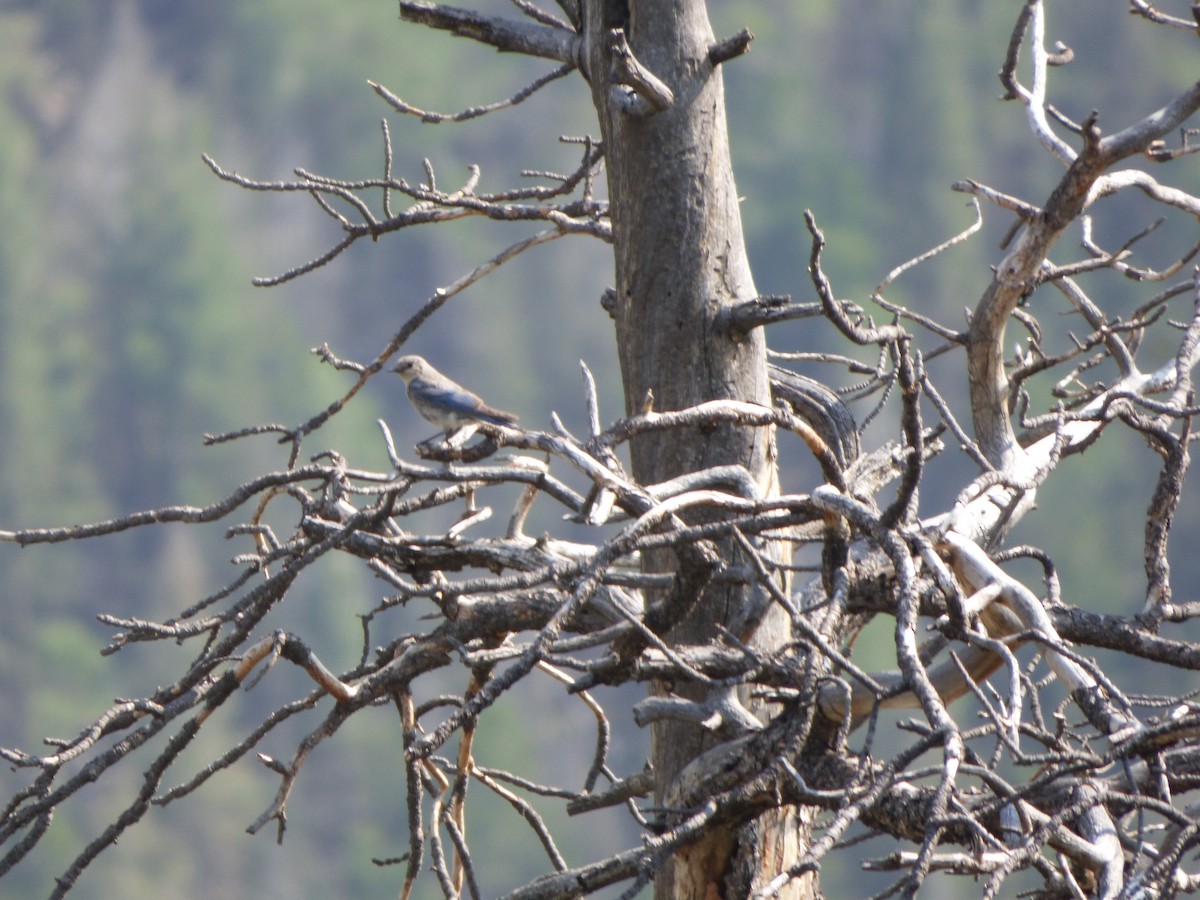Mountain Bluebird - ML367277001