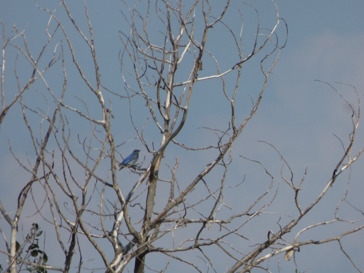 Mountain Bluebird - ML367277141