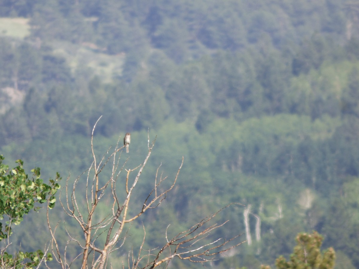 Western Wood-Pewee - ML367277521