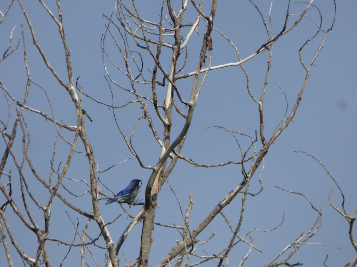 Mountain Bluebird - ML367277661