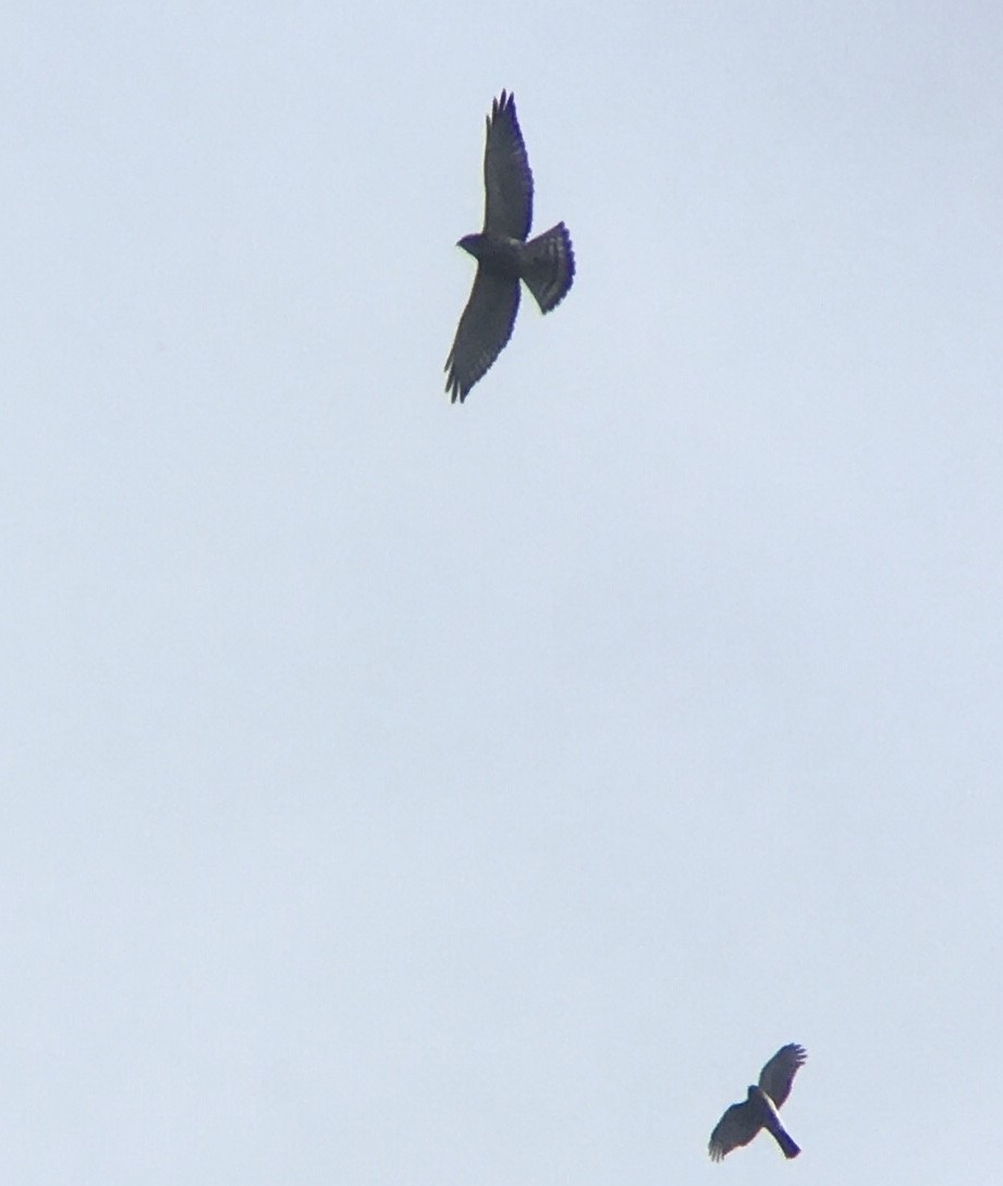 Broad-winged Hawk - Jethro Runco