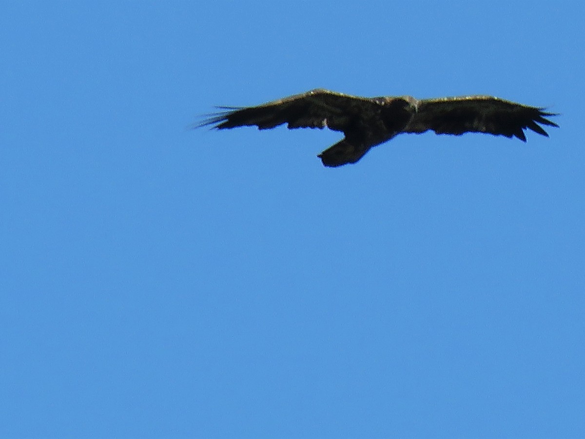 Bald Eagle - David and Regan Goodyear