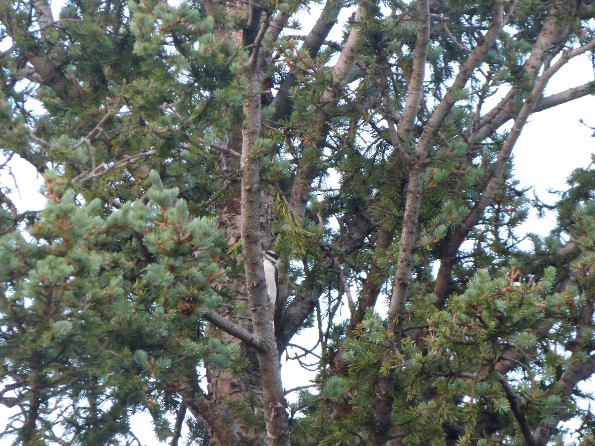 Downy Woodpecker (Rocky Mts.) - ML367279141