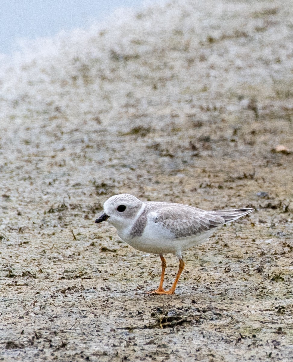 Piping Plover - ML367279271