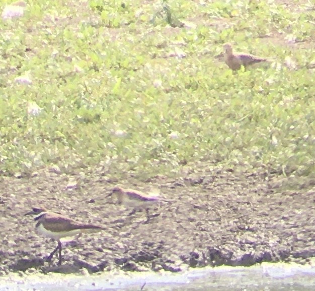 Buff-breasted Sandpiper - Jethro Runco