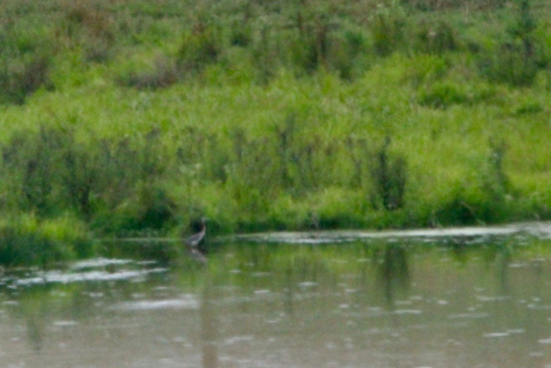 Tricolored Heron - ML367280261