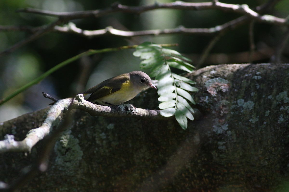 American Redstart - ML367282181