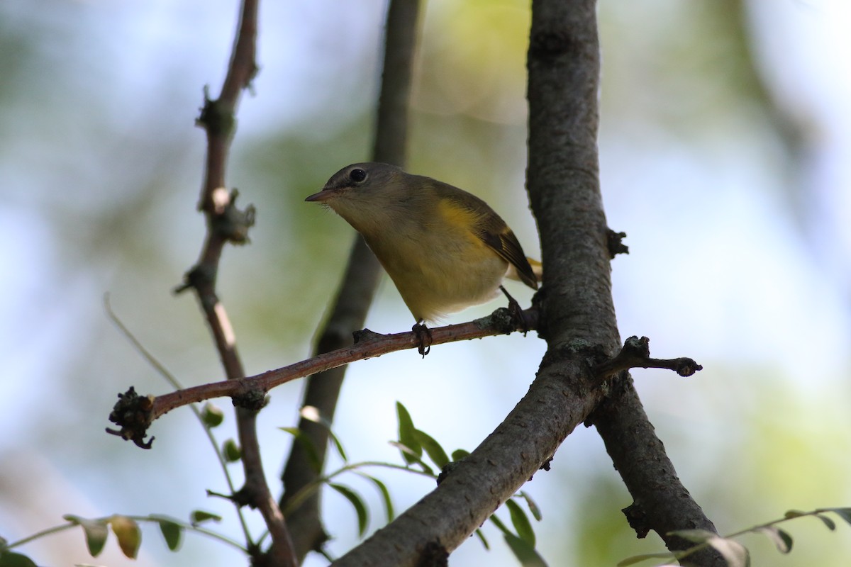 American Redstart - ML367282511