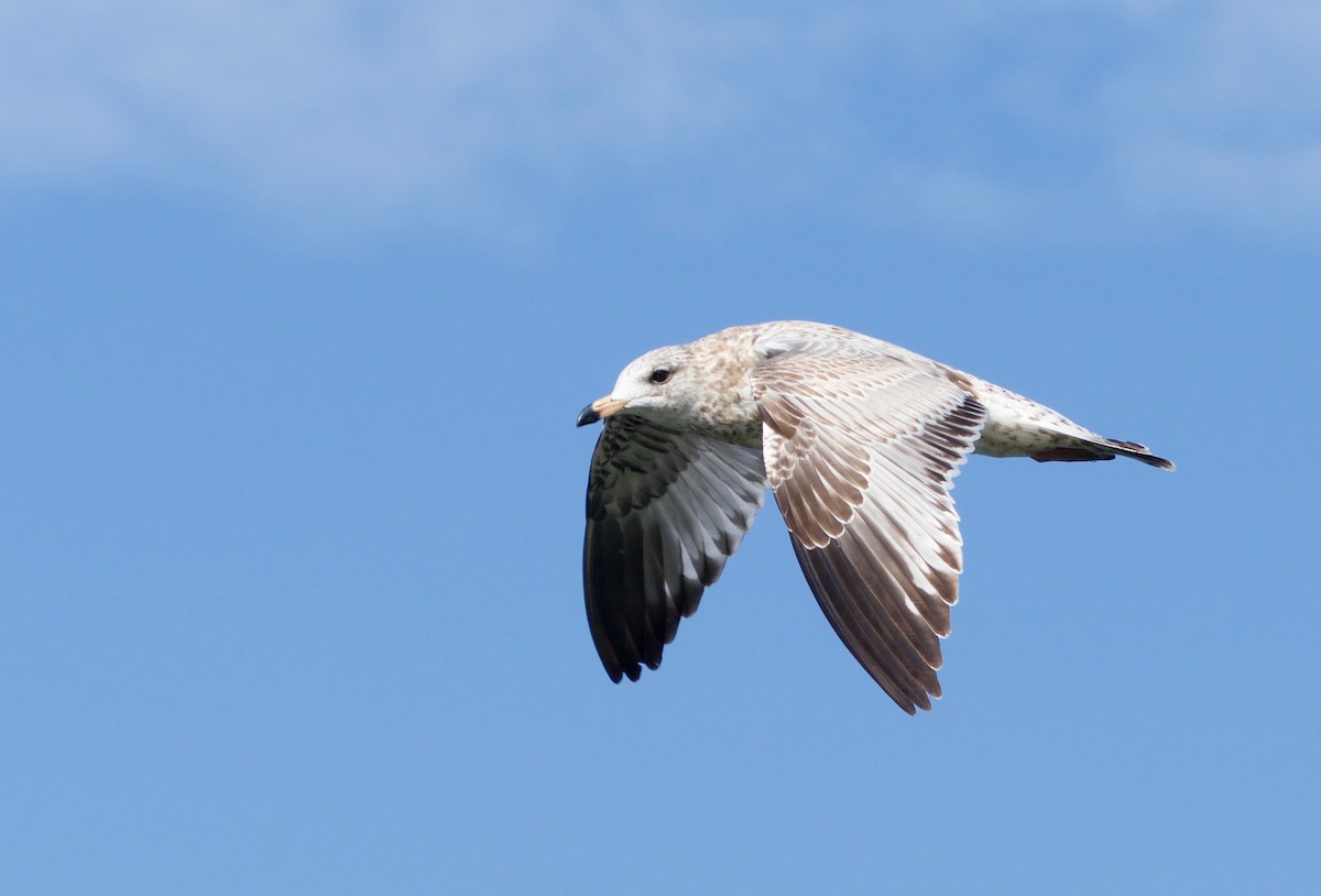 Ring-billed Gull - Bruce Gates