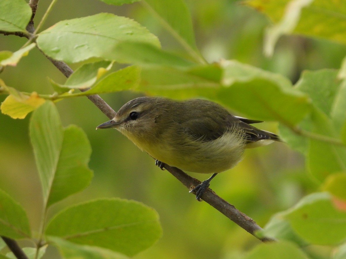 Philadelphia Vireo - ML367285041