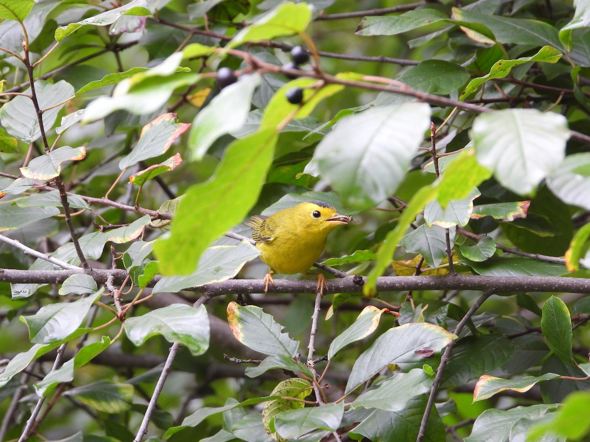 Wilson's Warbler - ML367285381
