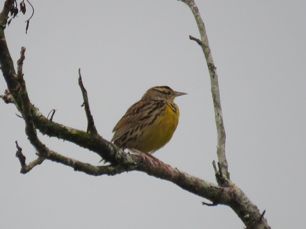 Eastern Meadowlark - ML367285931