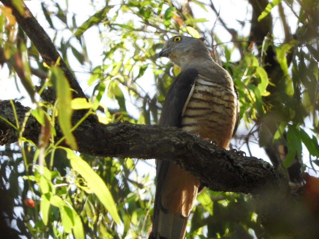 Pacific Baza - ML36728711