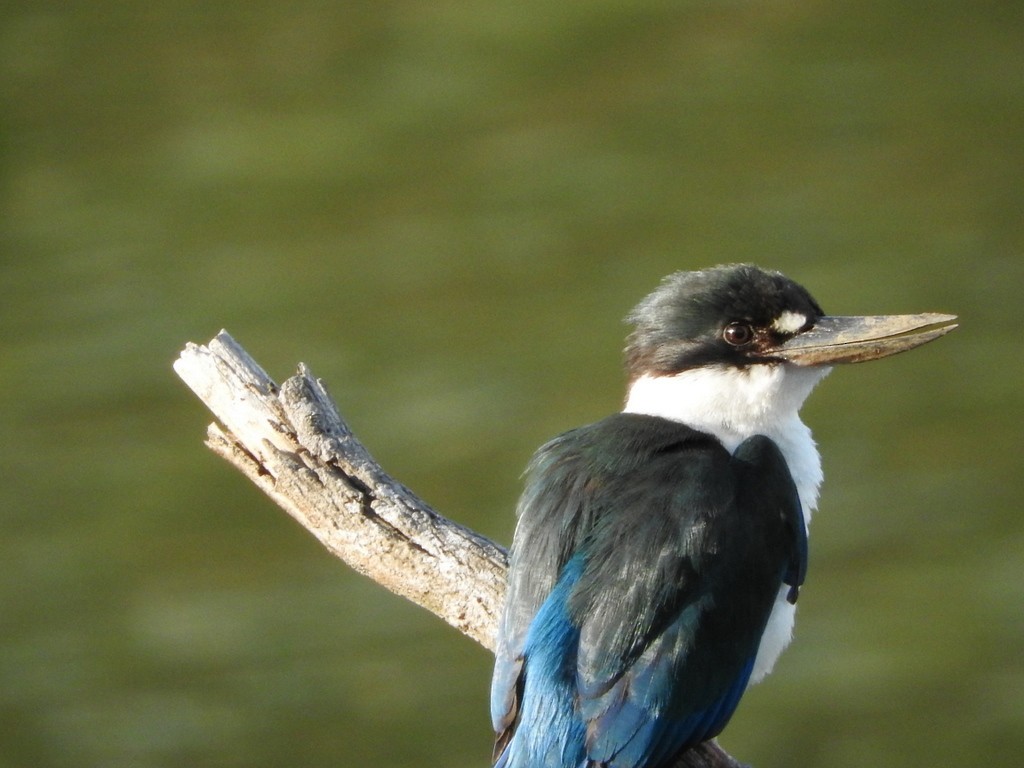 Torresian Kingfisher - ML36728731