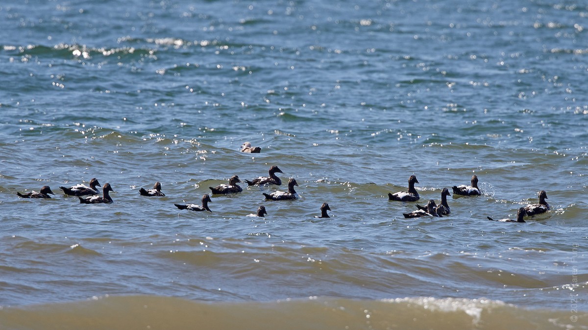 Common Eider - Karen Fung