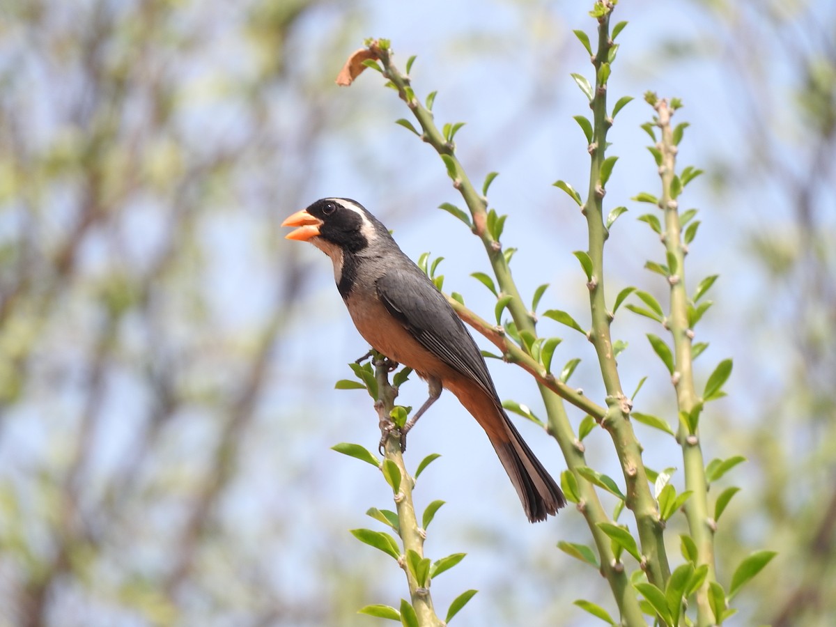 Golden-billed Saltator - ML367288371