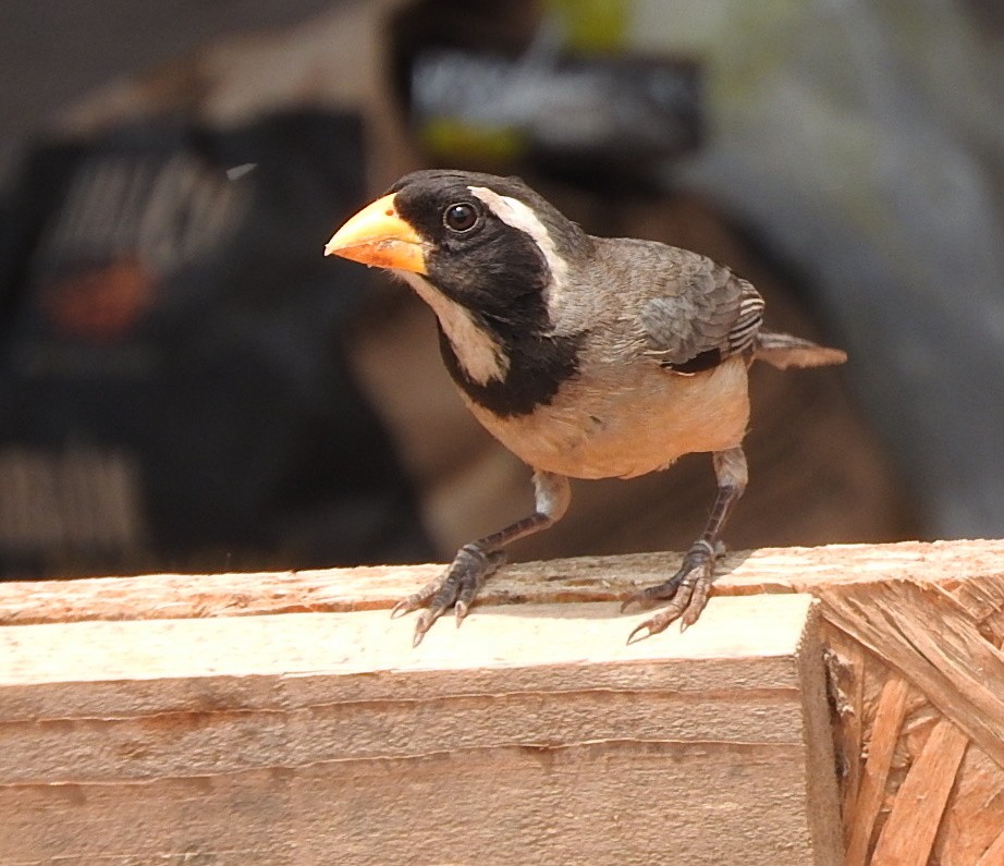 Saltator à bec orange - ML367288711