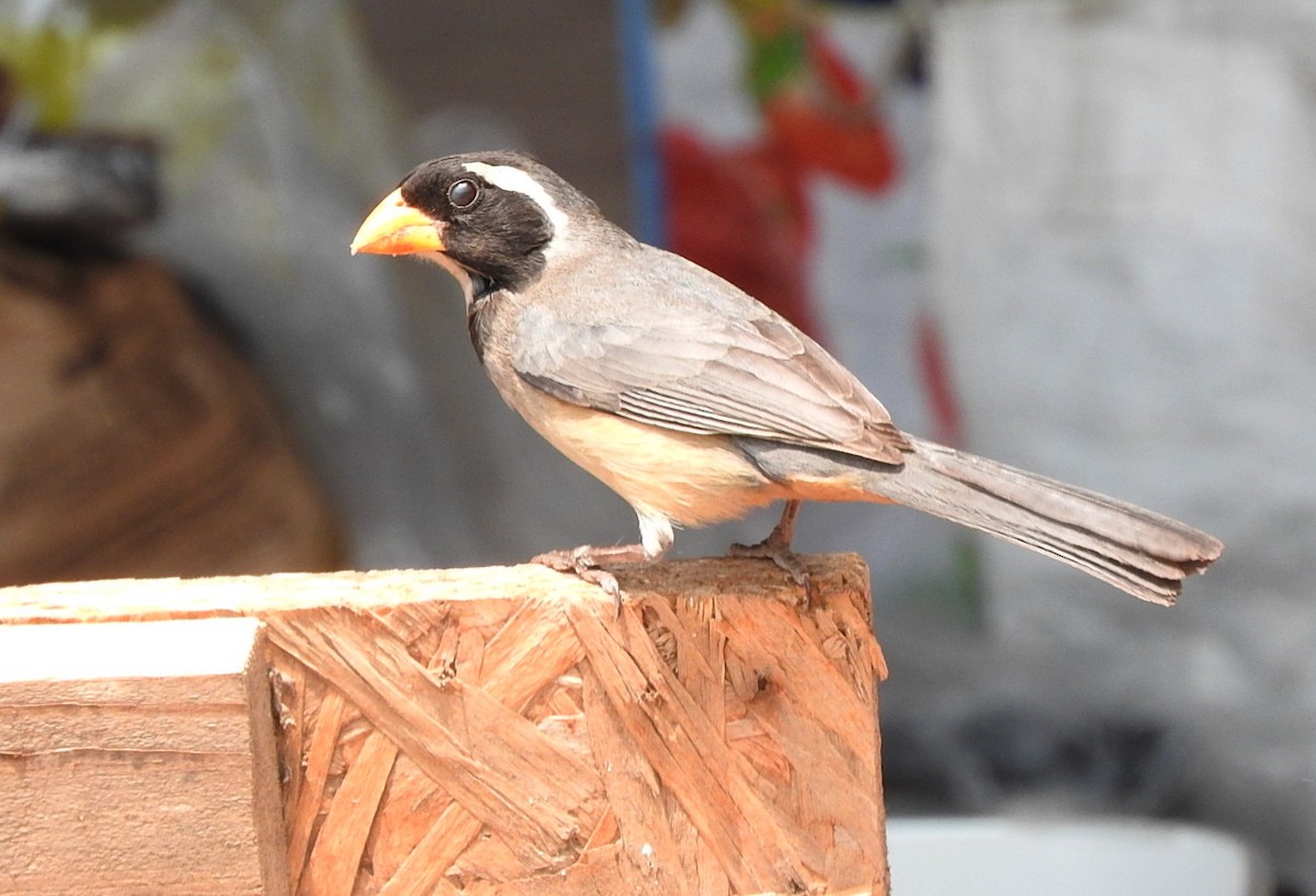 Golden-billed Saltator - ML367289191