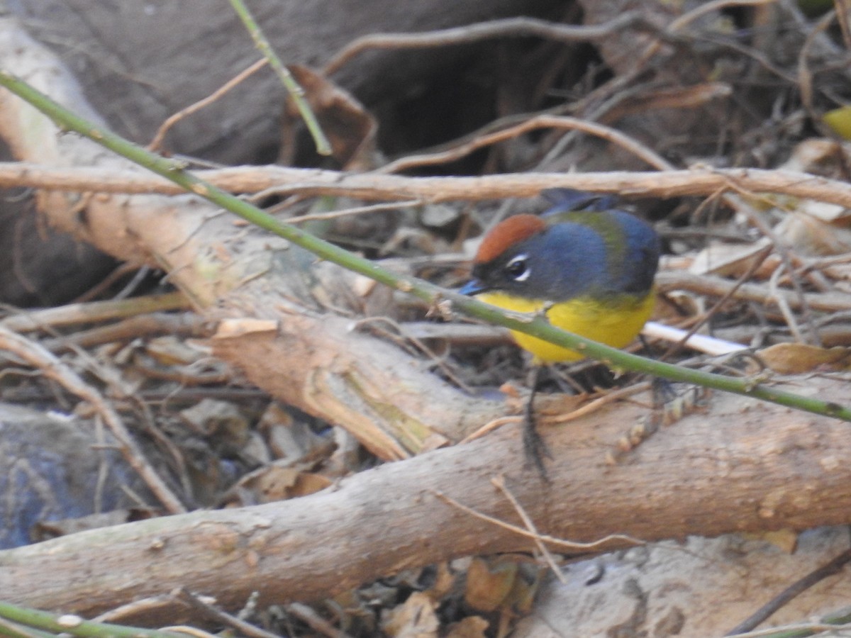 Brown-capped Redstart - ML367289501