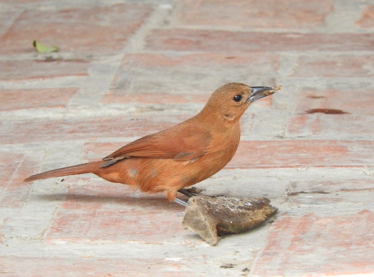 White-lined Tanager - ML367289811