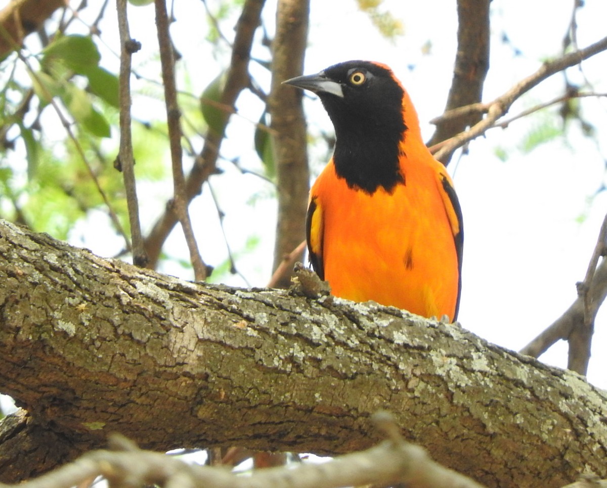 Orange-backed Troupial - ML367290131