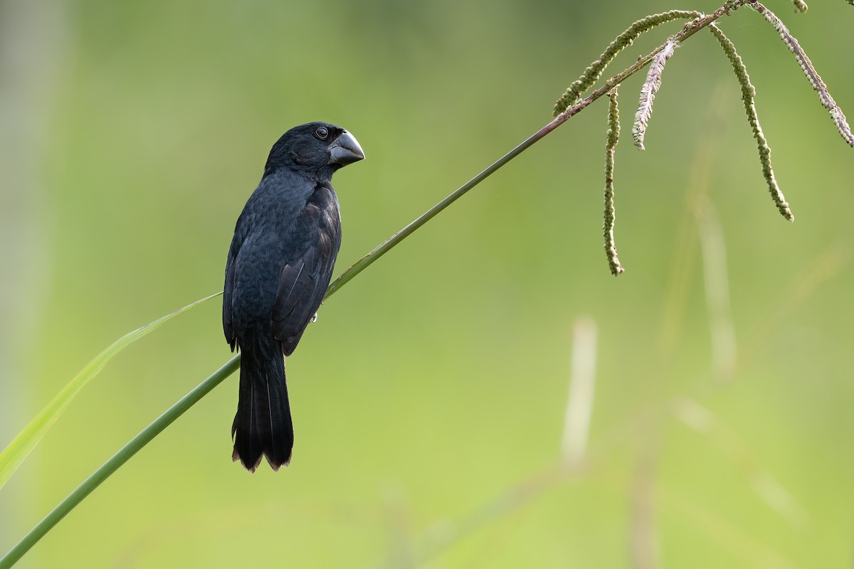 Black-billed Seed-Finch - Alex Luna