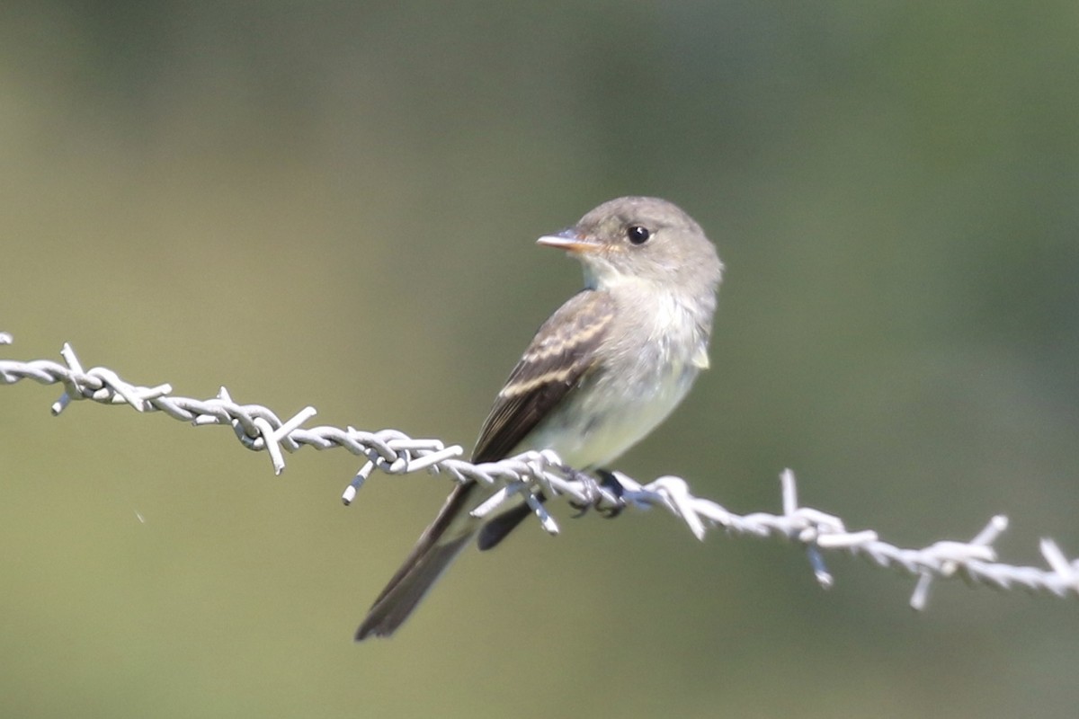 Eastern Wood-Pewee - ML367292781